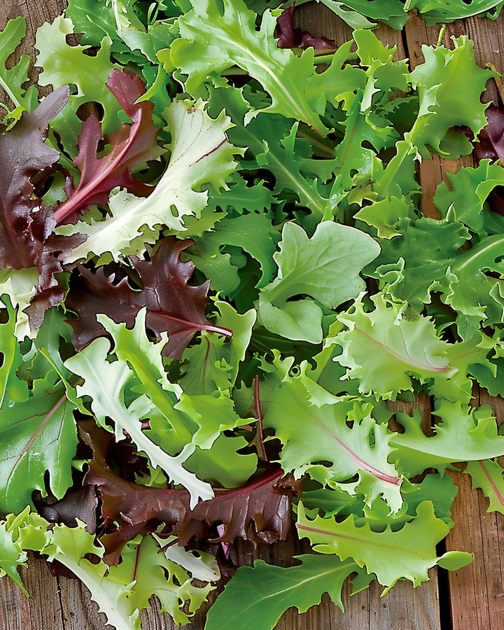 Mesclun Salad Mix Seeds Lactuca Sativa French Leafy Vegetable Mix