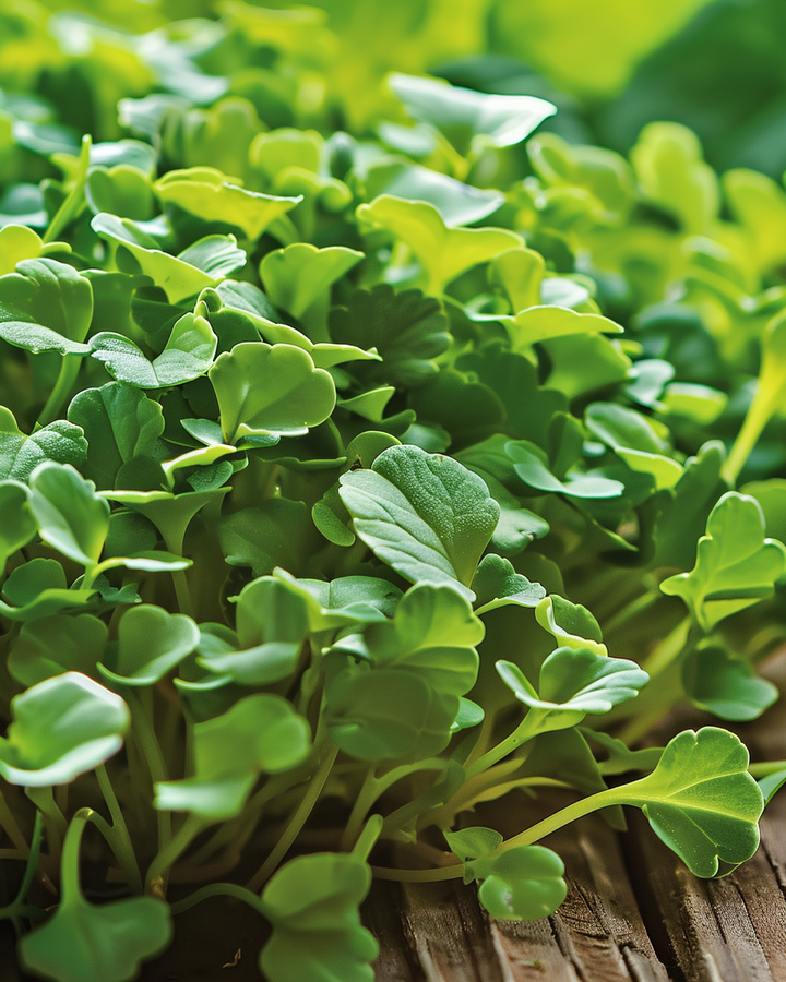 Kale Microgreens Seeds Brassica Oleracea Fast Growing Vegetables