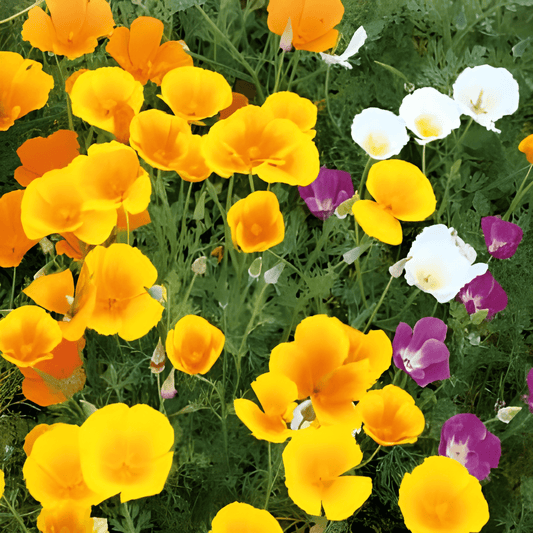 California Poppy Seeds Eschscholzia Californica Single-flowered Mixed