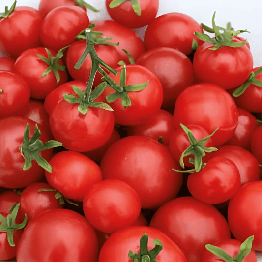 Dwarf Cherry Tomato Seeds Solanum Lycopersicum Tiny Tim Variety