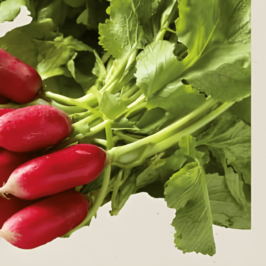Organic Radish French Breakfast Seeds Raphanus Sativus Variety