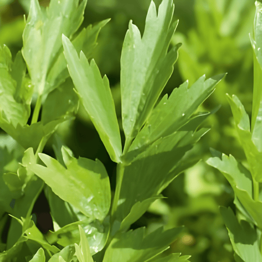 Lovage Seeds Levisticum Officinalis Herb Culinary Seasoning Seeds