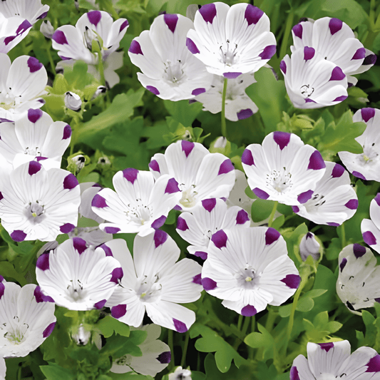 Nemophila Maculata Five Spot Nemophila Seeds Annual Flowers