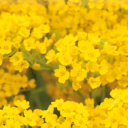 Alyssum Seeds Aurinia Saxatilis Rothschild Golden Yellow Flowers