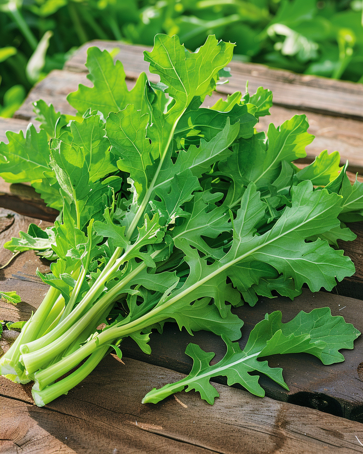 Chicory Seeds For Rabbits And Guinea Pigs Cichorium Intybus