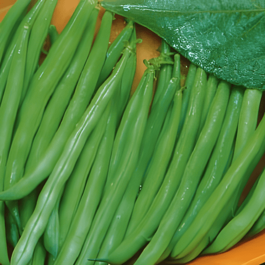 Chinese Long Beans Seeds Phaseolus Vulgaris Stick Beans Miracle 25g