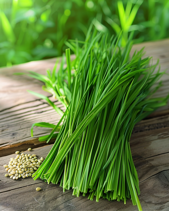 Cat Grass Seeds Hordeum Vulgare Barley For Indoor Sowing