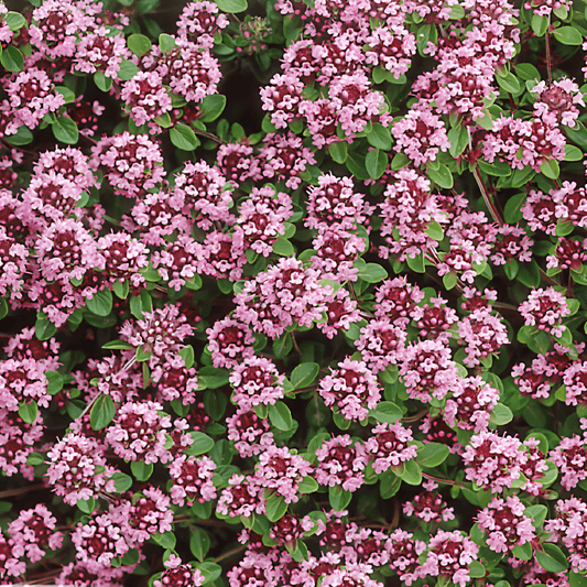 Wild Thyme Seeds Thymus Serpyllum Purple Red Aromatic Herb