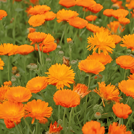 Calendula Ball’s Orange Double-flowered Seeds Calendula Officinalis
