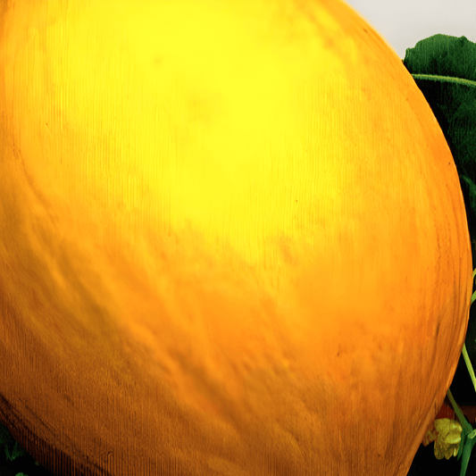 Yellow Winter Melon Seeds Cucumis Melo L. Sweet Honeydew Fruit