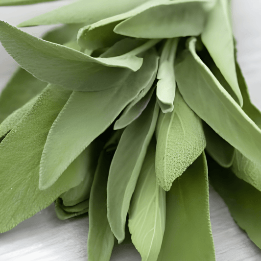 Sage Seeds Salvia Officinalis Aromatic Culinary Herb Blue Flowers