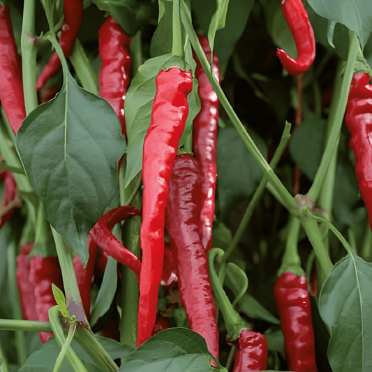 Spanish Cayenne Pepper Seeds Capsicum Annuum Long Slim Variety