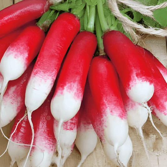 French Breakfast Radish Seeds Raphanus Sativus Long Spicy Flavor