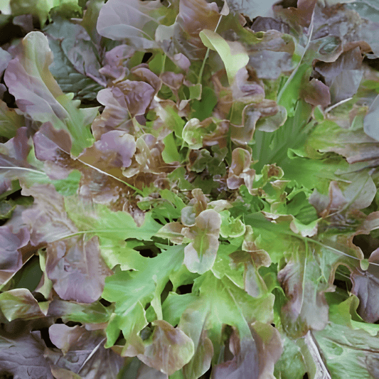 Oak Leaf Lettuce Seeds Lactuca Sativa Red Oak Leaf Variety