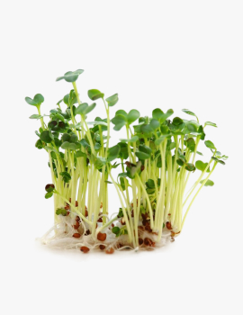 Fast & Easy Microgreens