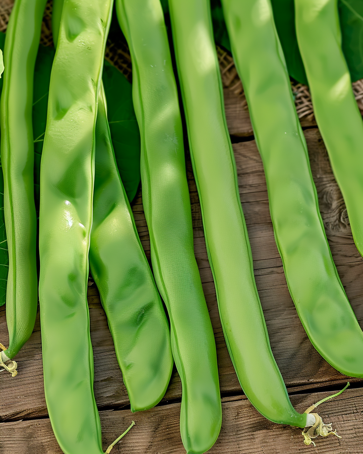 Pole Snap Beans Seeds Neckarkönigin Phaseolus Vulgaris 100g