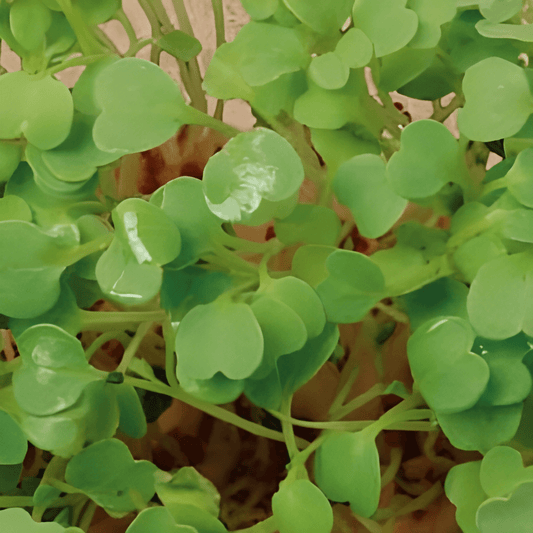 Sprouting Arugula Seeds Eruca Sativa Nutty Peppery Microgreens Variety