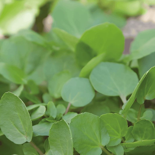 Watercress Seeds Nasturtium Officinale Peppery Herb Seeds
