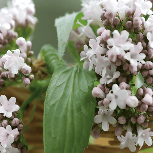 Valerian Seeds Valeriana Officinalis Perennial Herb Height 100 Cm