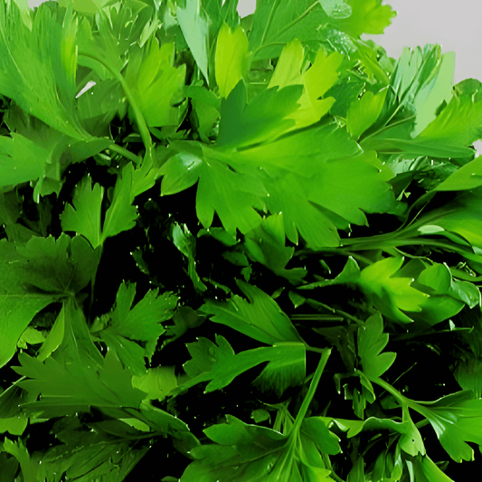 Parsley Gigante Di Napoli Seeds Petroselinum Crispum Large Leaves
