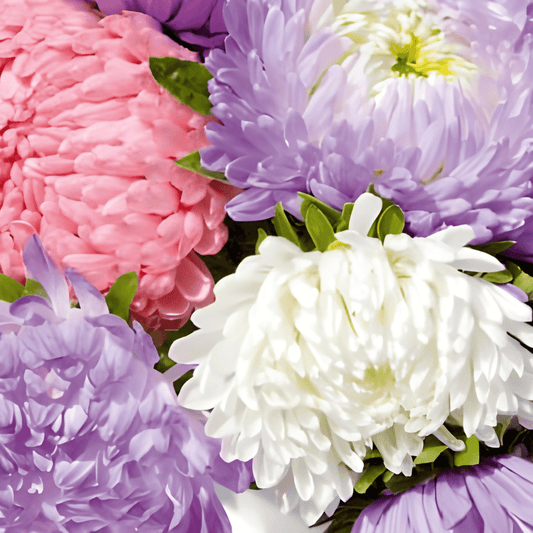 Summer Aster Seeds Callistephus Chinensis Peony Flowered Mixed