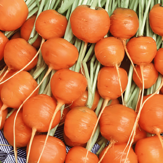 Carrot Paris Market 4 Daucus Carota Seeds Summer Round Variety