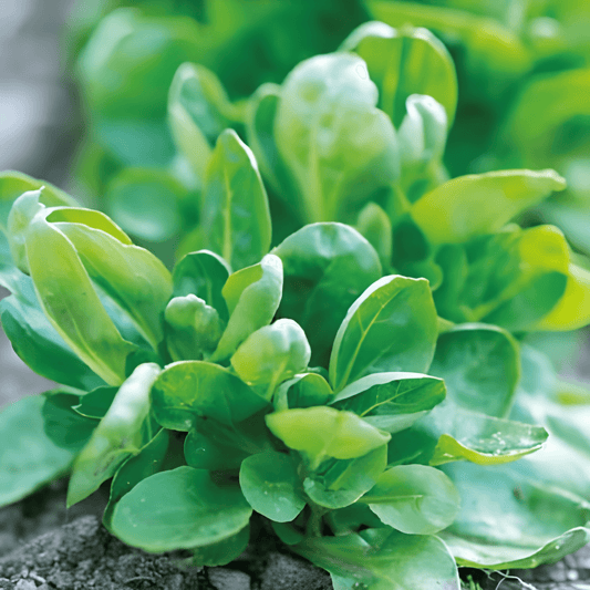 Lamb's Lettuce Seeds Valerianella Locusta Green Volhart 2