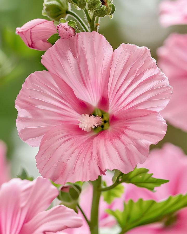 Silver Cup Mallow Lavatera Trimestris Flower Seeds Annual Blooming