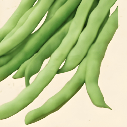 Organic String Beans Neckarkönigin Seeds Phaseolus Vulgaris