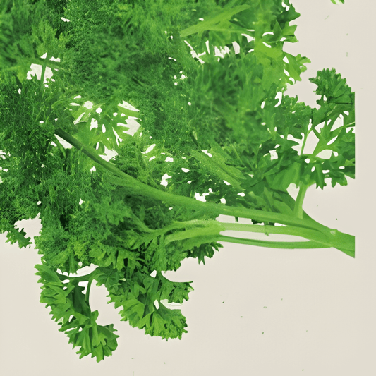 Organic Curly Parsley Seeds Petroselinum Crispum Dark Green