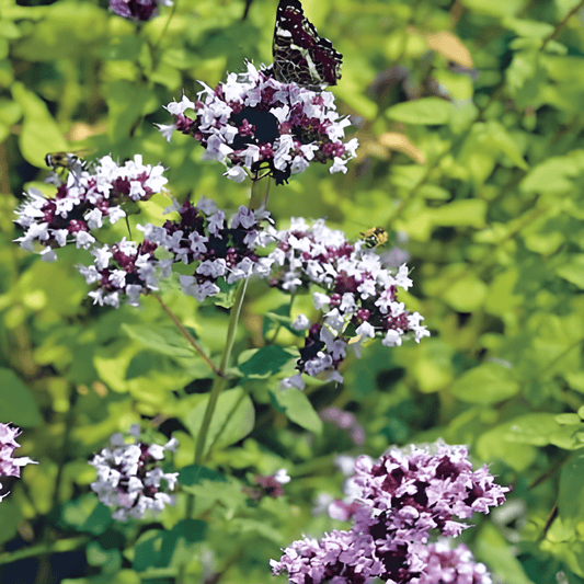 Marjoram Seeds Origanum Vulgare Herb Culinary Use