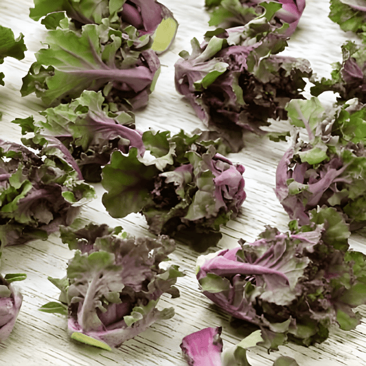 Kale Brussels Sprouts Seeds Brassica Oleracea Winter Hybrid Mix