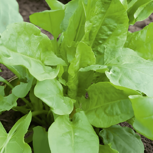 Sorrel Seeds Rumex Acetosa Broad Leaf Culinary Herb Variety