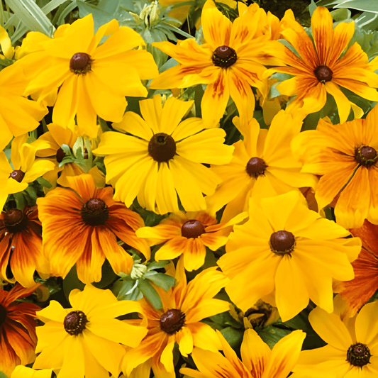 Rudbeckia Seeds Rudbeckia Hirta Coneflower Gloriosa Daisy Variety