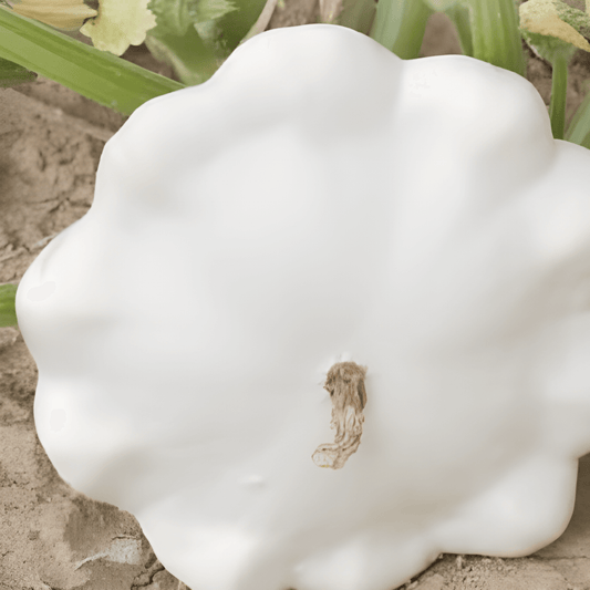 White Pattypan Squash Seeds Cucurbita Pepo Custard Variety