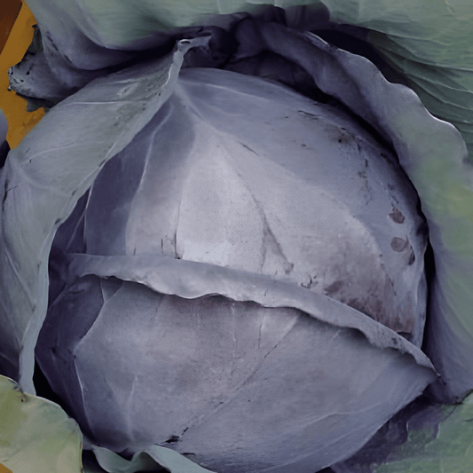 Red Cabbage Seeds Brassica Oleracea Langedijker Preserve 2