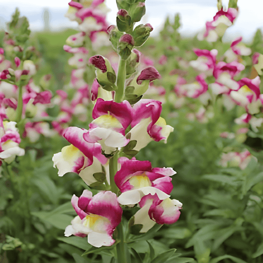 Foxglove Cherry Twist Seeds Antirrhinum Majus Flower Variety