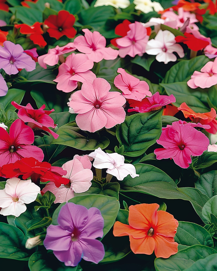 Busy Lizzie Seeds Impatiens Walleriana Baby Mixed Colors