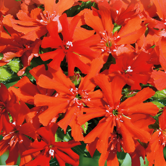 Burning Love Lychnis Seeds Lychnis Chalcedonica Intense Red Flowers