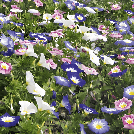 Convolvulus Seeds Convolvulus Tricolor Easy Annual Flower Seeds