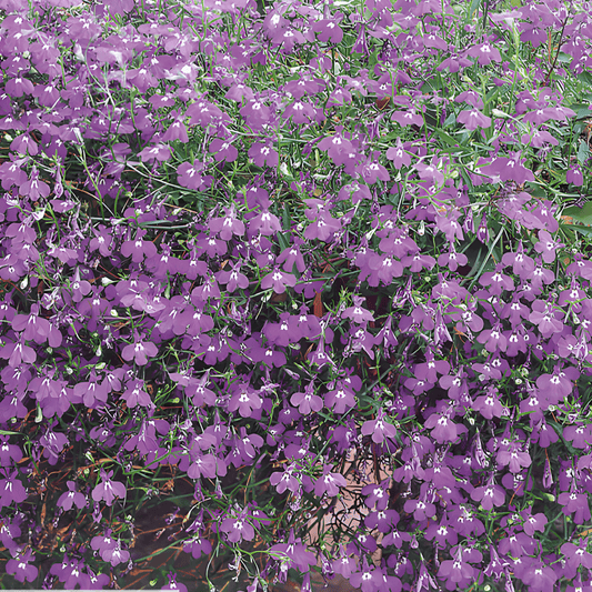 Hanging Lobelia Seeds Lobelia Erinus Pendula Sapphire Blue Flowers