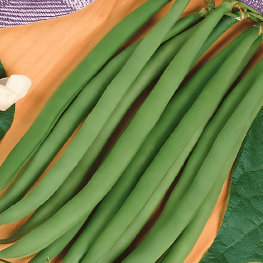 Chinese Green Beans Seeds Phaseolus Vulgaris Miracle Variety