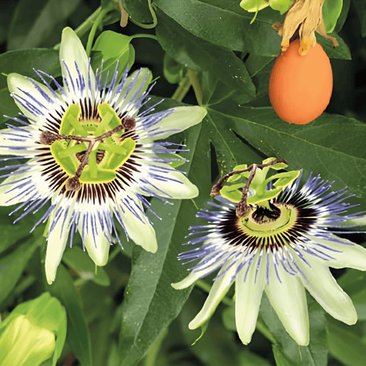 Passionflower Seeds Passiflora Caerulea For Vibrant Flowering Growth