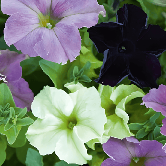 Petunia Grandiflora Sophistica Mixed Petunia Seeds Colorful Variety