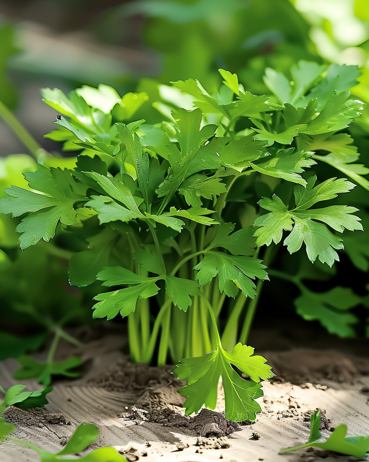 Amsterdam Cut Leaf Parsley Seeds Petroselinum Crispum Culinary Herb
