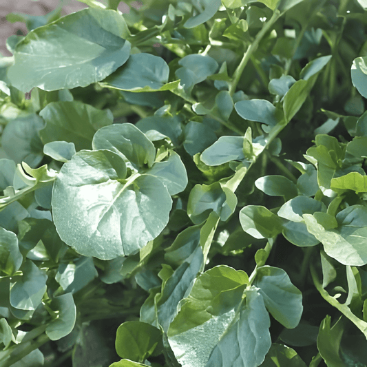Perennial Garden Cress Seeds Barbarea Verna Frost Tolerant