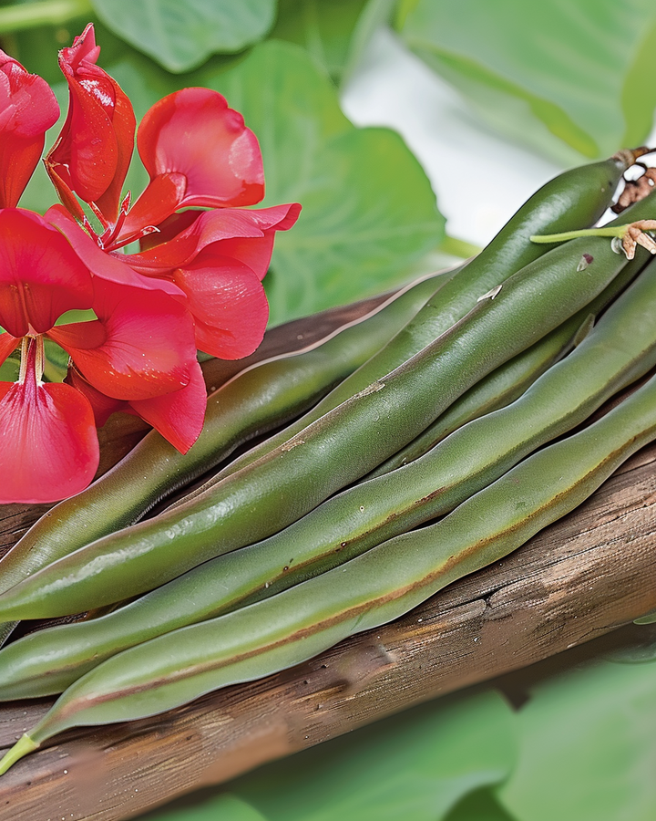Bronze Runner Beans Seeds Phaseolus Coccineus Red Flowering