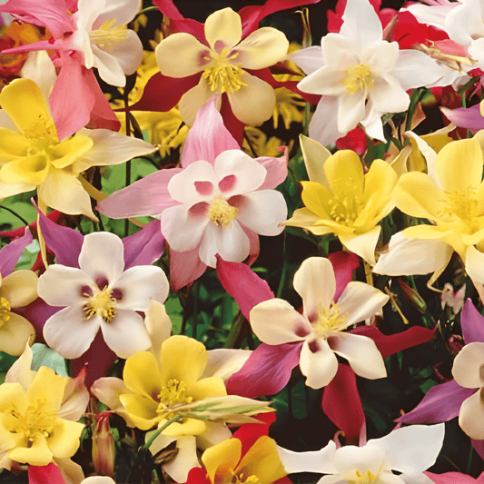 Aquilegia Hybrida Vulgaris Mrs Scott Elliott Aquilegia Seeds