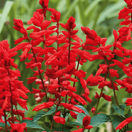 Salvia Fire Sage Seeds Salvia Splendens Intense Fiery Red Flowers