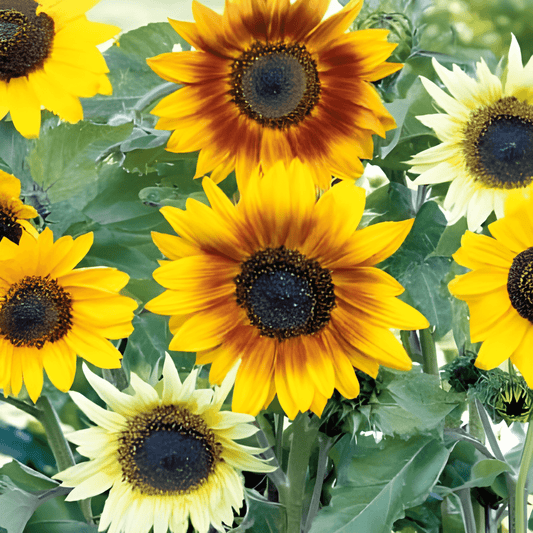 Mixed Sunflower Seeds Helianthus Debilis Annual Cut Flower Seeds